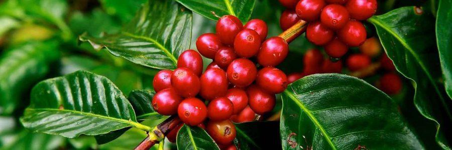 Arabica és a robusta kávé